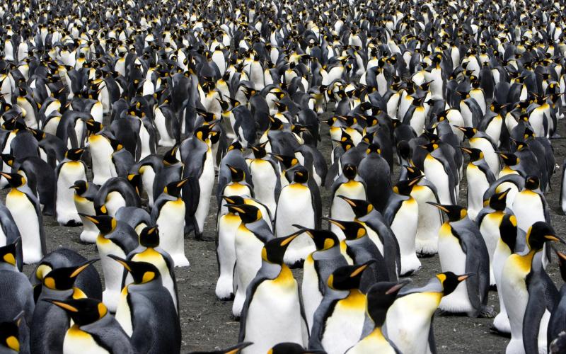 Foto van pinguins