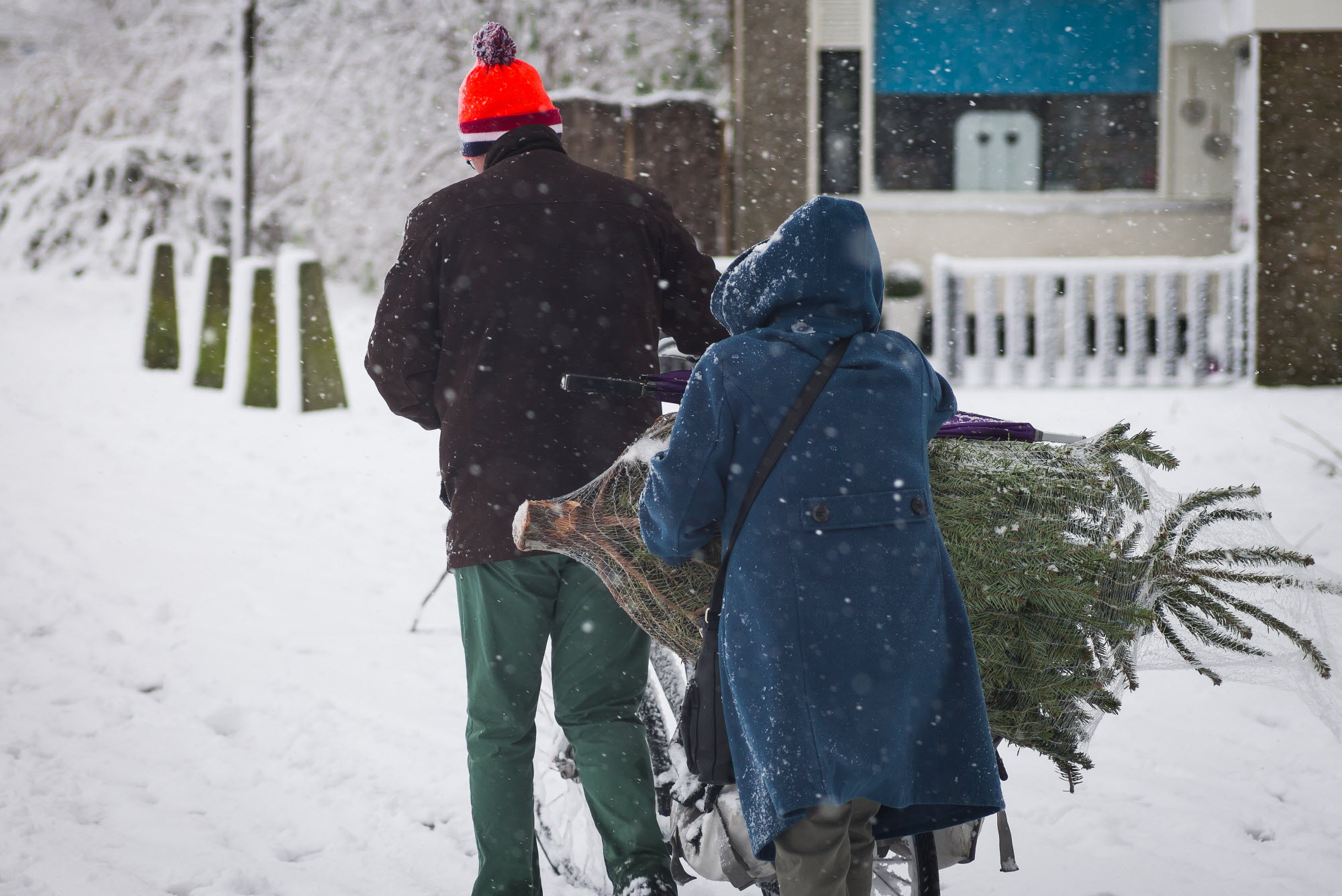 Man en vrouw met kerstboom op de fiets Man en vrouw met kerstboom op de fiets