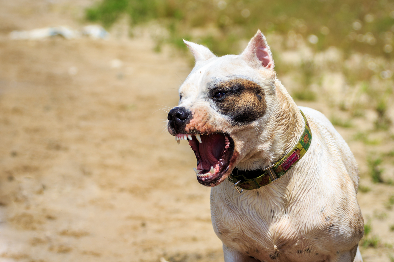Boze hond Boze hond