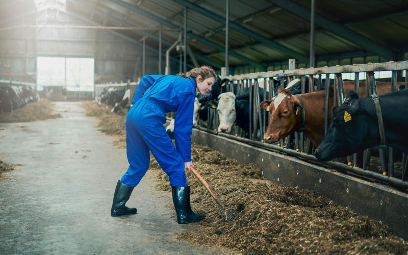 Boerin schept hooi in veestal Boerin schept hooi in veestal
