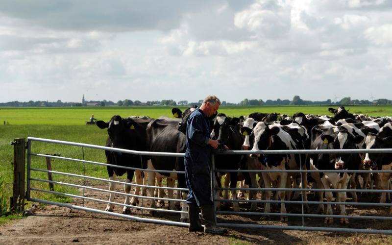 Boer staat bij weiland bij zijn koeien en doet het hek dicht
