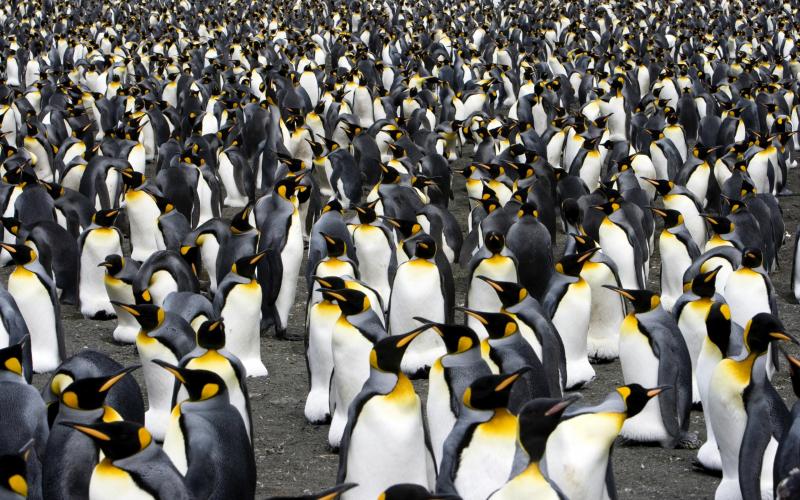 Foto van pinguins Foto van pinguins