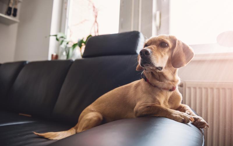 Foto van een hond in woonkamer