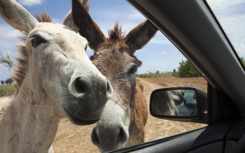 Twee ezels op Bonaire kijken bij een auto naar binnen