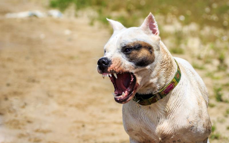 agressieve hond met tanden bloot agressieve hond met tanden bloot