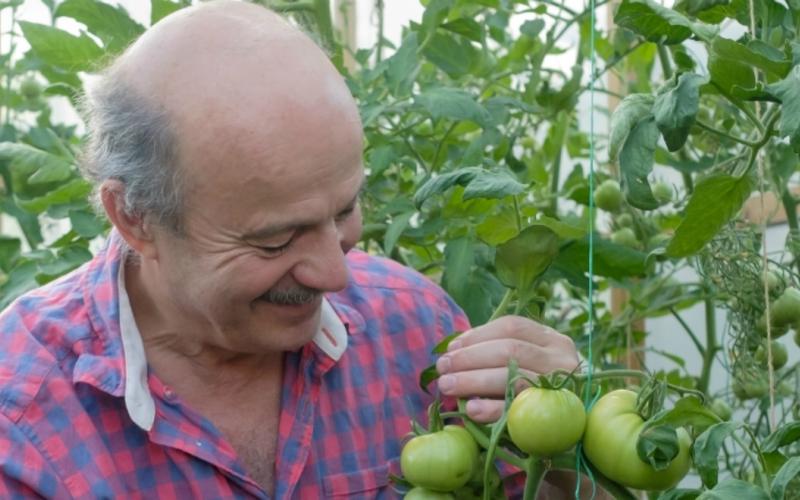 man in moestuin met tomaten