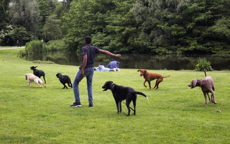 Man in park met honden