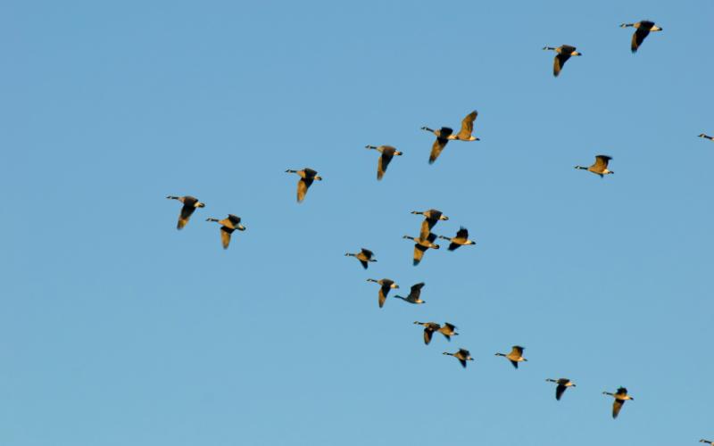 Foto van vliegende ganzen in v-vorm 