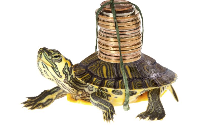 Foto van schildpad met stapel muntjes op zijn rug gebonden