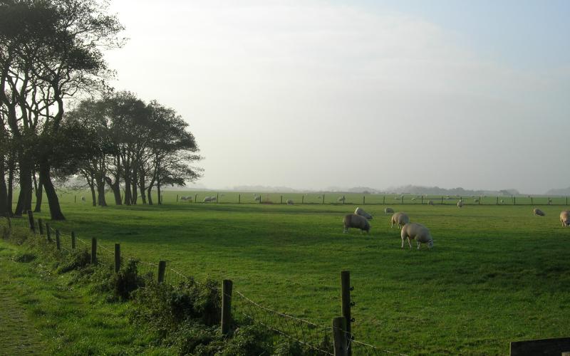 Foto van een weiland met schapen