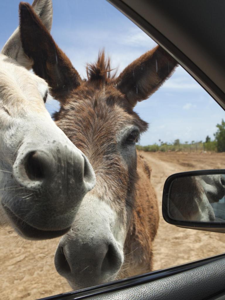 Twee ezels op Bonaire kijken bij een auto naar binnen