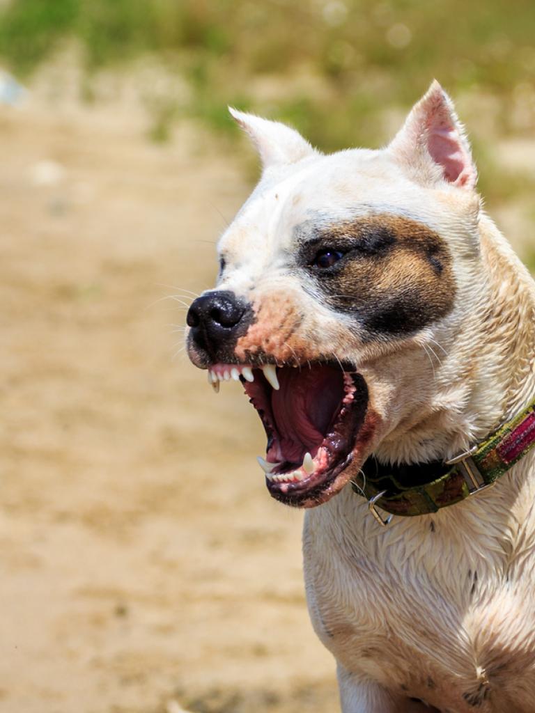 agressieve hond met tanden bloot