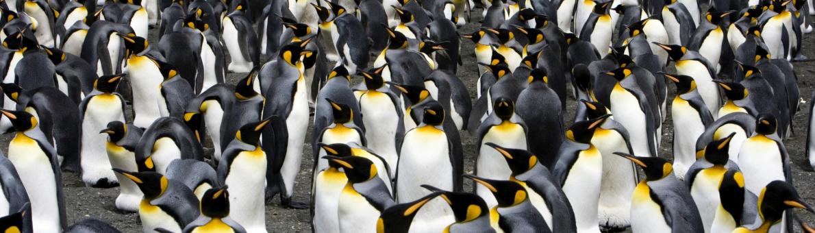 Foto van pinguins