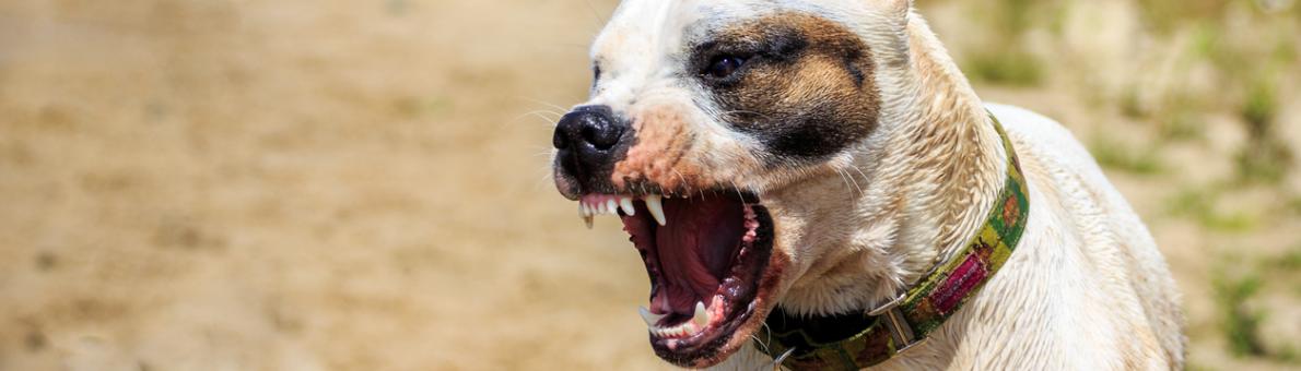 agressieve hond met tanden bloot