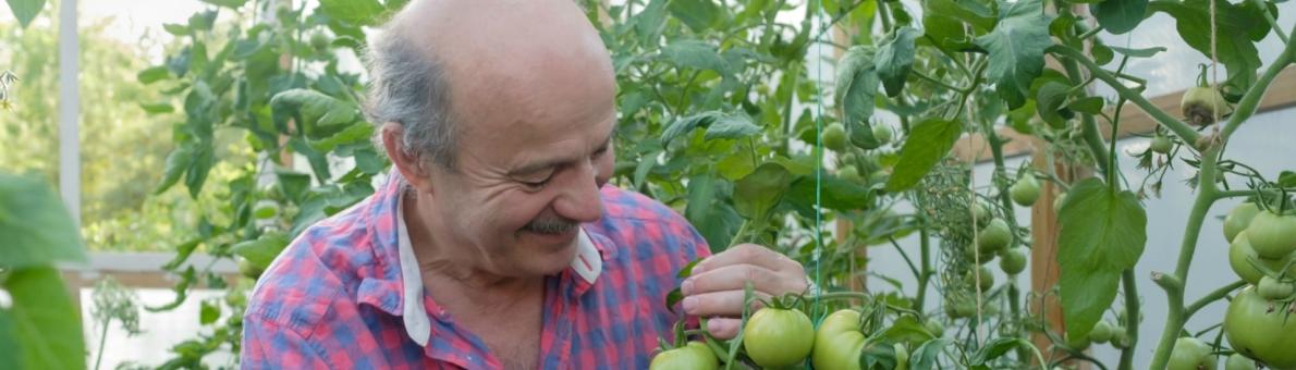 man in moestuin met tomaten