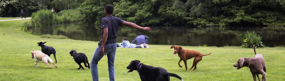 Man in park met honden