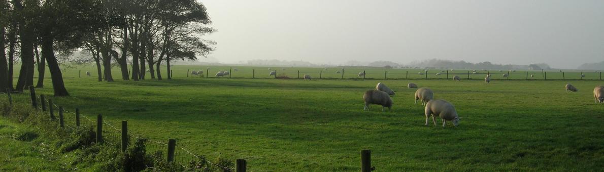 Foto van een weiland met schapen